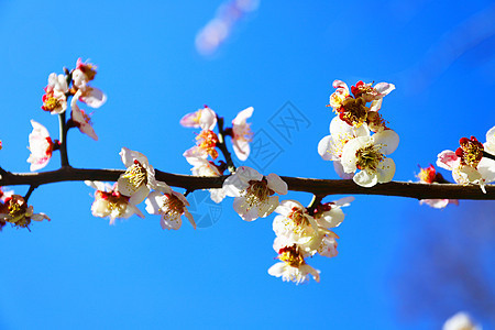 桃花图片