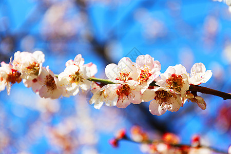 桃花春天桃花高清图片