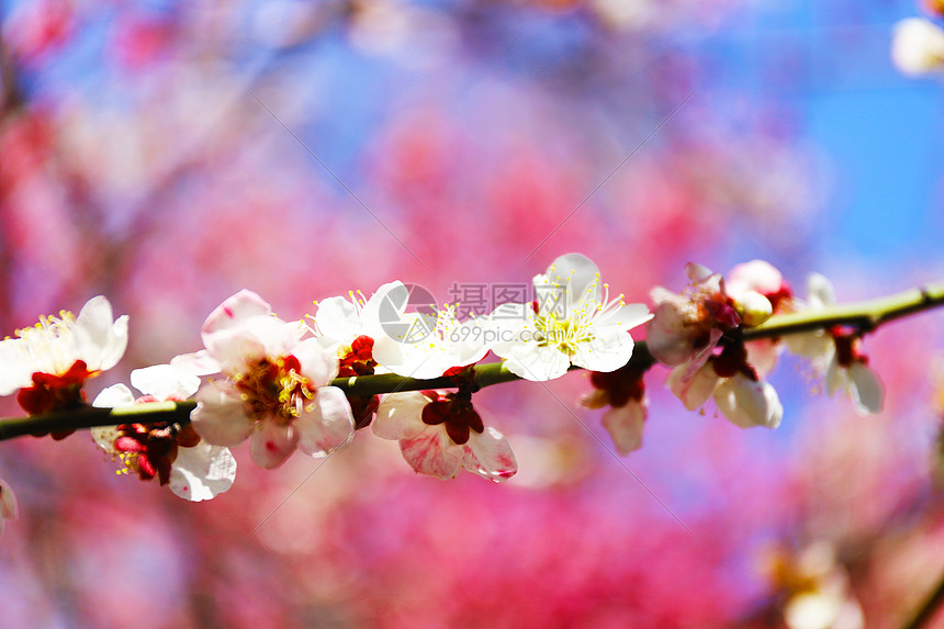 桃花图片