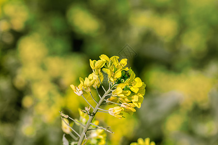 油菜花盛开春分高清图片