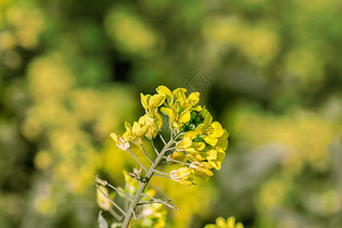 油菜花图片