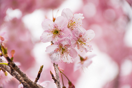 粉色春天正在盛开的樱花背景