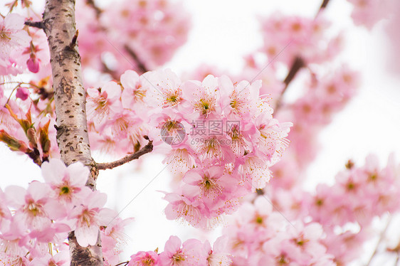正在盛开的樱花图片