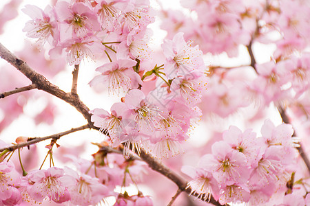 日本樱花正在盛开的樱花背景