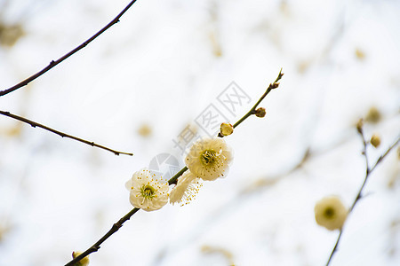 白色腊梅花背景图片