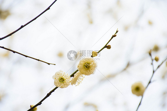 白色腊梅花图片