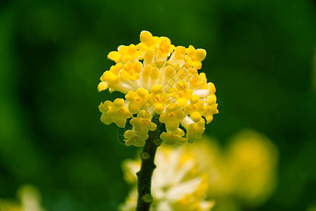 冬梦盛开的结香花背景