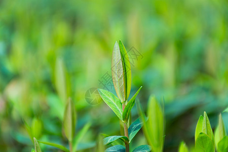 正在发芽的绿色植物图片