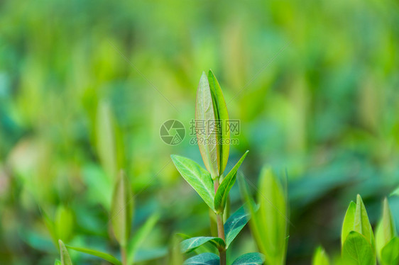 正在发芽的绿色植物图片