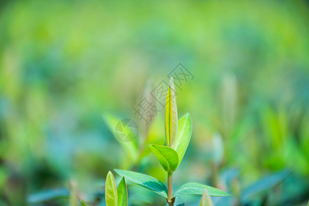 生命力,正在发芽的绿色植物背景