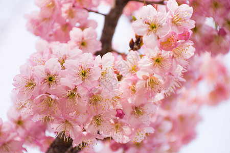 大阪樱花正在盛开的樱花背景
