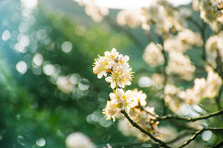 正在盛开的白色梨花图片