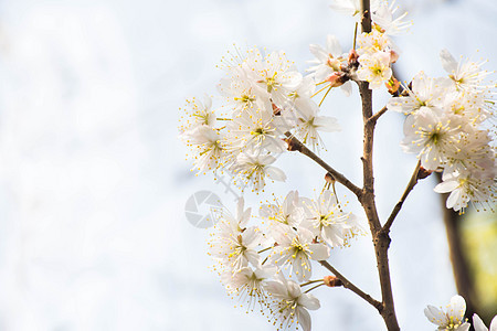 正在盛开的白色梨花背景图片