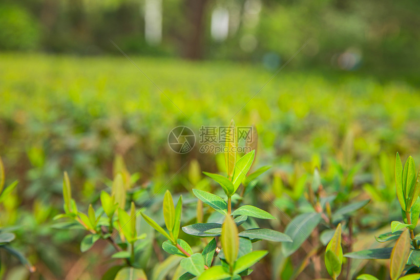 正在发芽的绿色植物图片