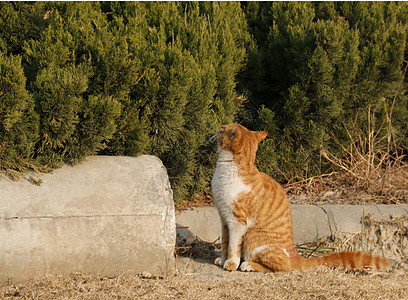 橘猫图片