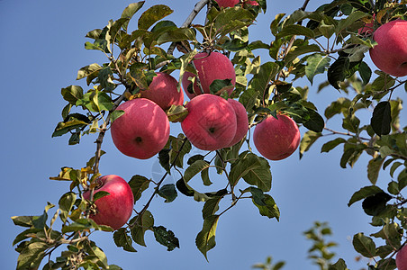 红富士苹果树苹果园背景