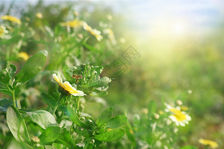 蜂蜜采蜜春暖花开设计图片