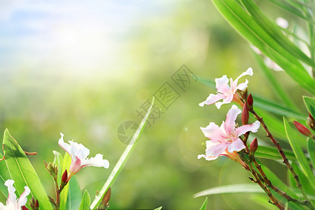 盛开的花春天花朵盛开设计图片