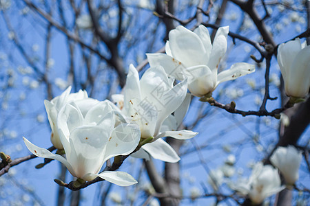 春季盛开的白玉兰花图片