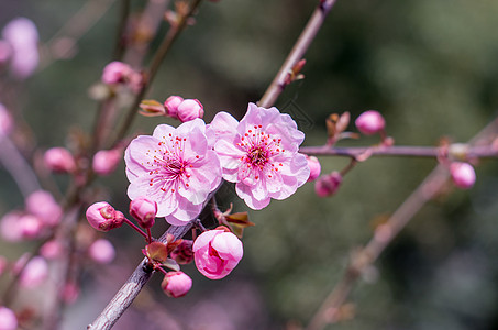 桃花盛开图片