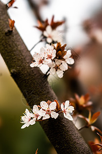 花背景图片