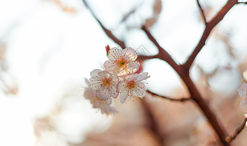 春天樱花图片