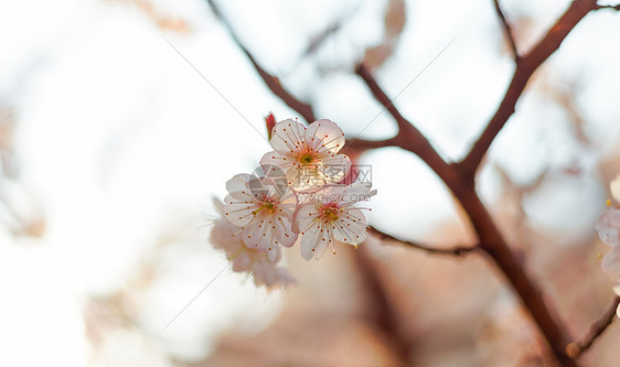 春天樱花图片