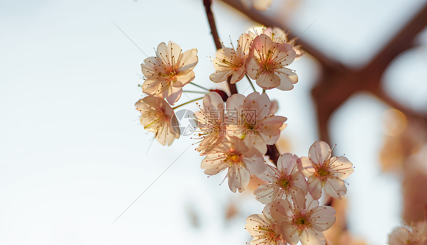 春天樱花图片