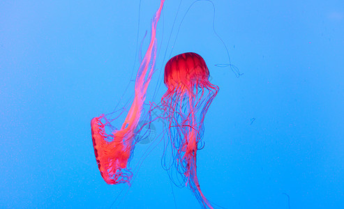 水族馆梦幻般的水母图片