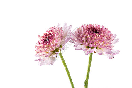 粉色雏菊背景图片