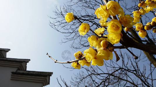  腊梅花背景图片