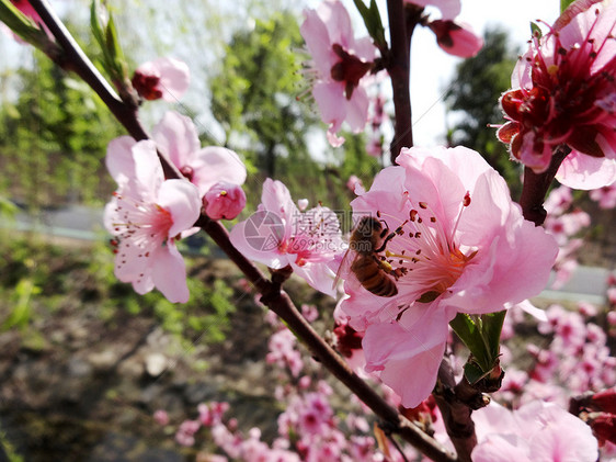 蜜蜂采蜜图片