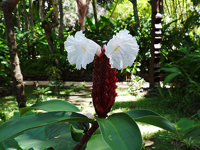 姜花图片 姜花素材 姜花高清图片 摄图网图片下载