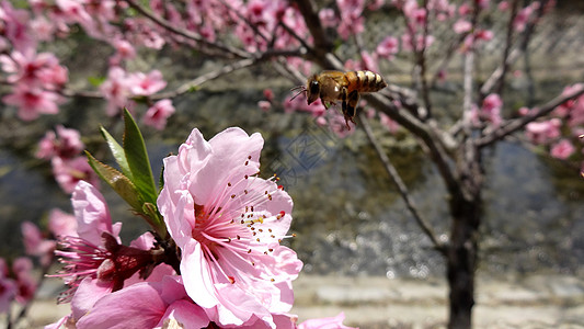 春天花卉桃花蜜蜂背景图片