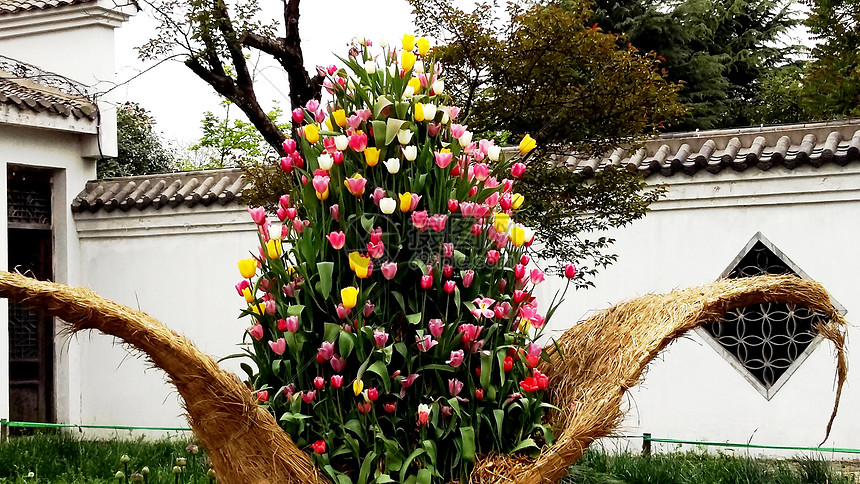 春天花卉郁金香花篮图片