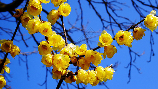 色彩图片春天花卉蓝天腊梅背景