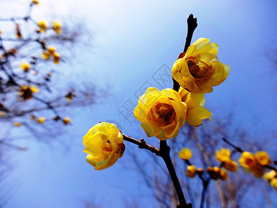 春天花卉腊梅背景图片