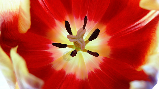 春天花卉微距郁金香花蕊高清图片下载 正版图片 摄图网