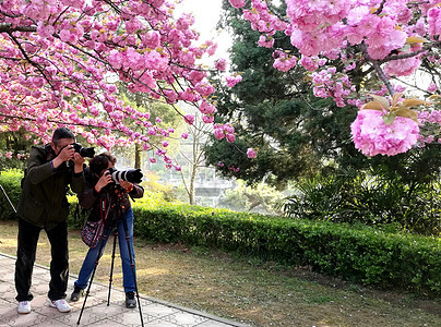 春天花卉樱花吸引摄影爱好者图片