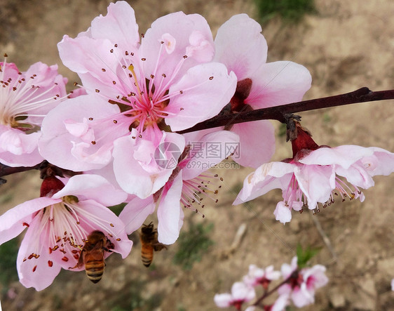 春天花卉桃花盛开的季节图片