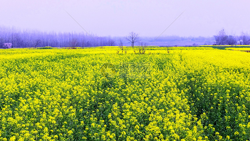 春天花卉油菜花盛开图片