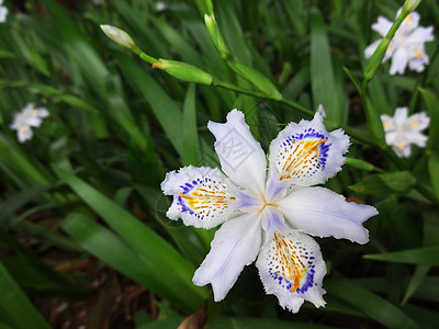 蝴蝶花春色扁竹兰高清图片