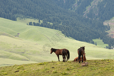 草原牲畜马背景图片