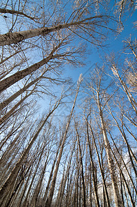 冬季杨树林背景图片