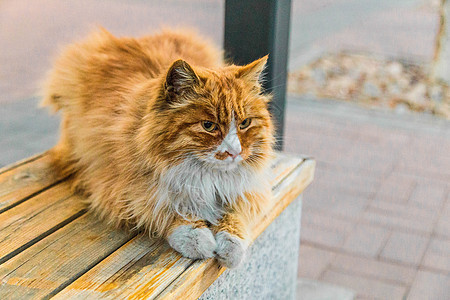 趴在长椅上的猫图片