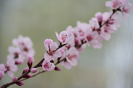 桃花图片