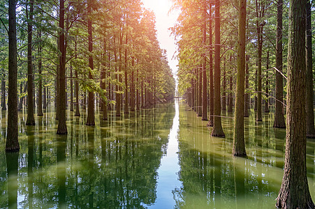 网红地网红打卡地新洲涨渡湖水杉森林背景