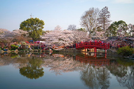 春天樱园拱桥樱花季背景