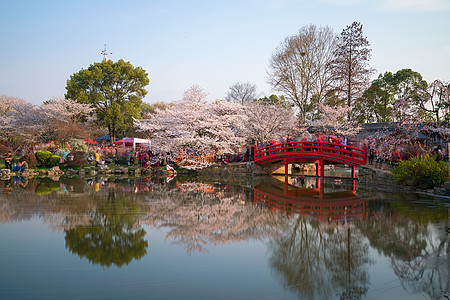 春天樱园拱桥樱花季图片