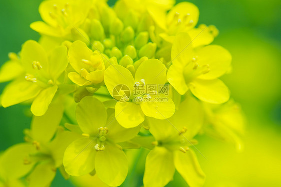 春天里的油菜花图片